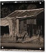 Horse And Old Barn Acrylic Print