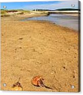 Horseshoe Crabs Wellfleet Bay Acrylic Print