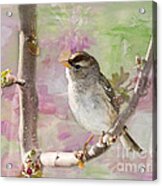 House Sparrow Acrylic Print