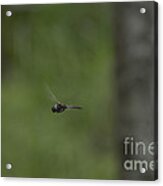 Hovering Acrylic Print