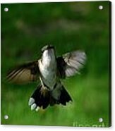 Hovering Hummingbird Acrylic Print