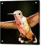 Hummingbird Acrylic Print