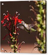 Hummingbird And Cardinal Flowers Acrylic Print