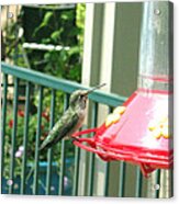 Hummingbird Ii Acrylic Print