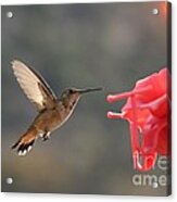 Hummingbird Acrylic Print