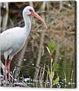 Ibis On Sanibel I Acrylic Print