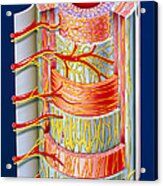 Illustration Of The Small Intestine Acrylic Print