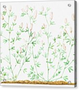 Illustration Of Trifolium Arvense (hare's Foot Clover) Acrylic Print
