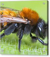 Im A Tawny Mining Bee Andrena Fulva Lest You Forget Acrylic Print