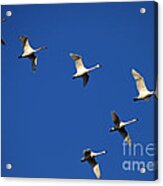 In Formation Acrylic Print