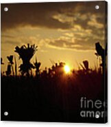 In The Middle Of Grass Acrylic Print