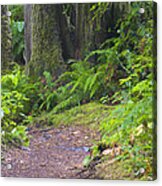 In The Redwoods Acrylic Print