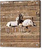 Goats In Love Acrylic Print