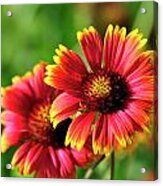 Indian Blanket Acrylic Print