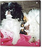 Japanese Chin Dogs Begging For Treats Acrylic Print