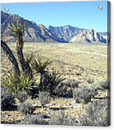 Joshua Tree And Mount Wilson Acrylic Print