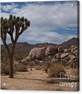 Joshua Tree Acrylic Print