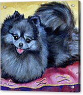 Joyful - Pomeranian Acrylic Print