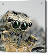 Jumping Spider Maevia Sp Male Portrait Acrylic Print