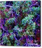 Juniper Neurons Acrylic Print