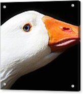 Just Ducky Acrylic Print