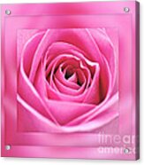 Just Pink Acrylic Print