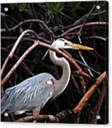 Keys Heron Acrylic Print