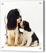 King Charles Spaniel Dog And Puppies Acrylic Print