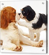 King Charles Spaniel Dog And Puppy Acrylic Print