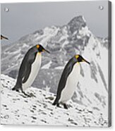 King Penguin Trio Walking South Georgia Acrylic Print