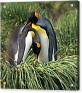 King Penguins Nuzzling Acrylic Print