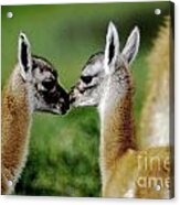 Kissing Guanacos - Torres Del Paine Np Chile Acrylic Print