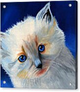 Kitten In Blue Acrylic Print