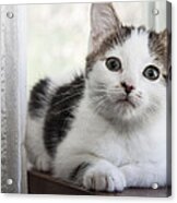 Kitten In The Window Acrylic Print