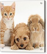 Kitten, Puppy And Rabbit Acrylic Print