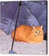Kitty Under An Umbrella Acrylic Print