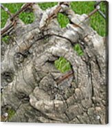 Knot In Fence 1 Acrylic Print