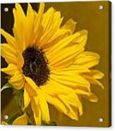 Lady Sunflower Acrylic Print