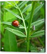 Ladybug And Bud Acrylic Print