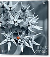 Ladybug Flower Acrylic Print
