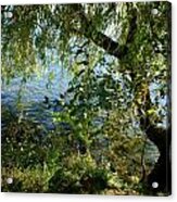 Lakeside Tree Acrylic Print