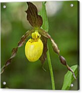 Large Yellow Lady Slipper Orchid Dspf0251 Acrylic Print
