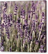 Lavender Field Acrylic Print