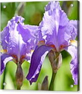 Lavender Iris Ii Acrylic Print