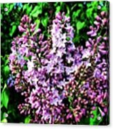 #lavender  #shrub #flower #sevierville Acrylic Print