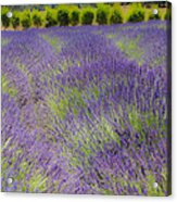 Lavender3 Acrylic Print
