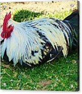 Lazy Rooster Acrylic Print