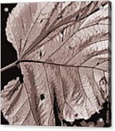 Leaf Fall Acrylic Print