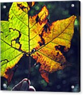 Leaf In Light Acrylic Print