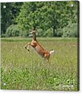 Leaping White-tail Deer Acrylic Print